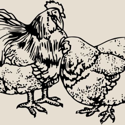 CHICK018 Thumbnail
