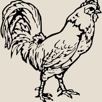 CHICK019 Thumbnail