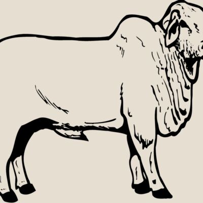 COW019 Thumbnail