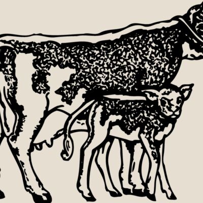 COW032 Thumbnail