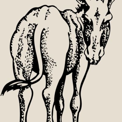 BURRO003 Thumbnail
