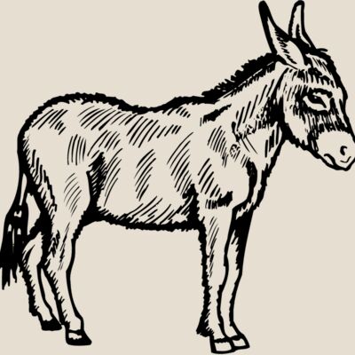 BURRO006 Thumbnail