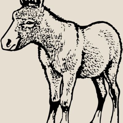 BURRO009 Thumbnail