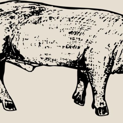 HOG0004 Thumbnail