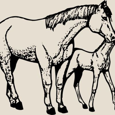HORSE039 Thumbnail