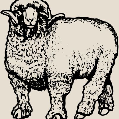 SHEEP001 Thumbnail