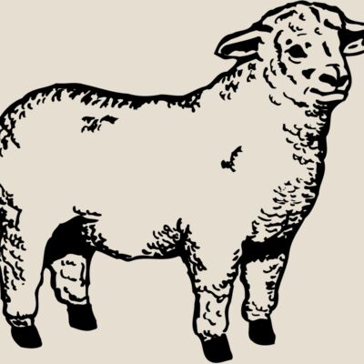 SHEEP003 Thumbnail