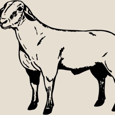 SHEEP008 Thumbnail