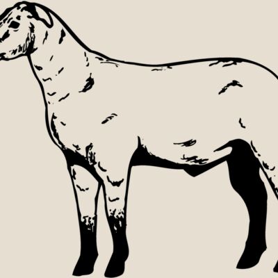 SHEEP009 Thumbnail