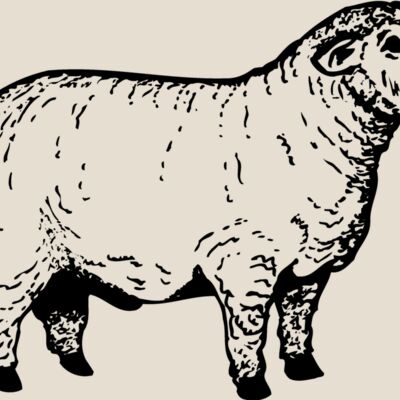 SHEEP012 Thumbnail