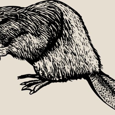 BEAVER01 Thumbnail