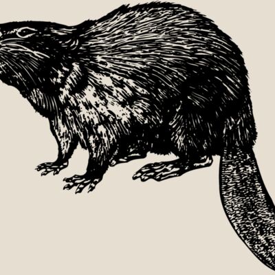 BEAVER02 Thumbnail