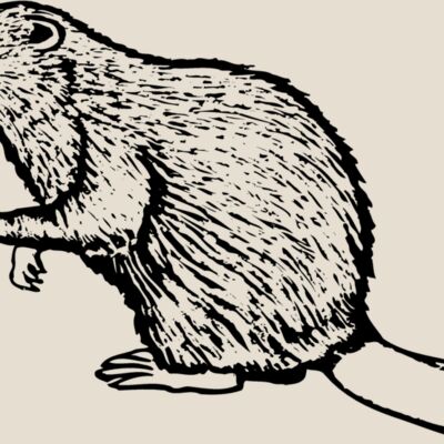 BEAVER03 Thumbnail
