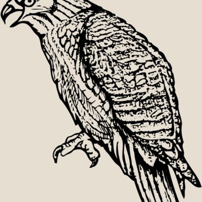 BIRD001 Thumbnail