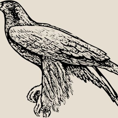 BIRD003 Thumbnail
