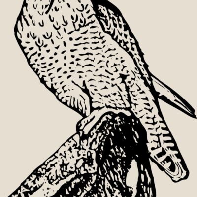BIRD004 Thumbnail