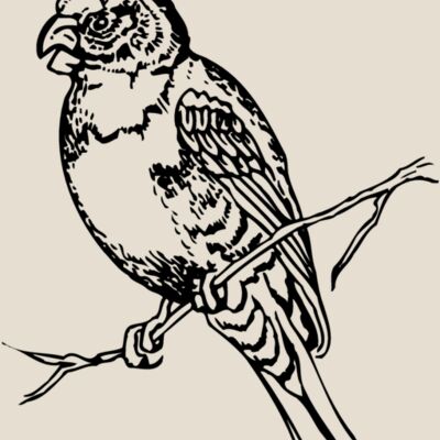 BIRD008 Thumbnail