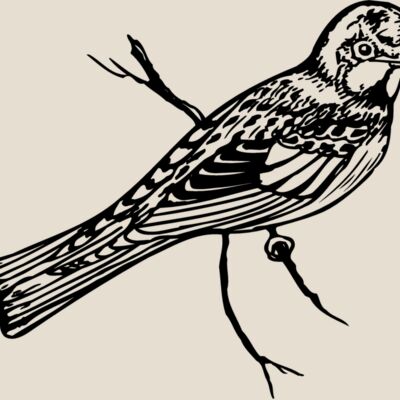 BIRD019 Thumbnail