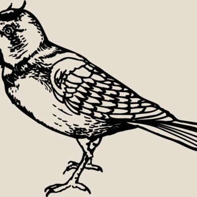 BIRD021 Thumbnail