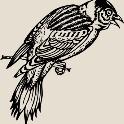 BIRD022 Thumbnail