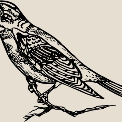 BIRD027 Thumbnail