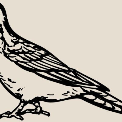 BIRD034 Thumbnail