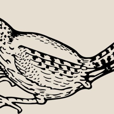 BIRD041 Thumbnail