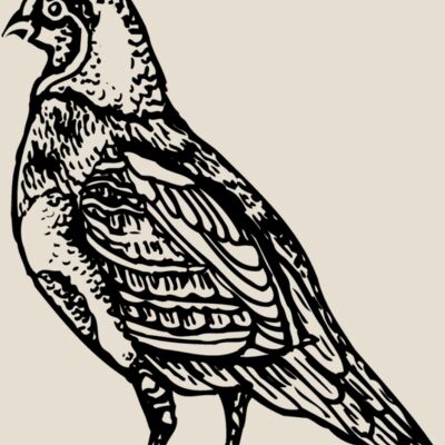 BIRD042 Thumbnail