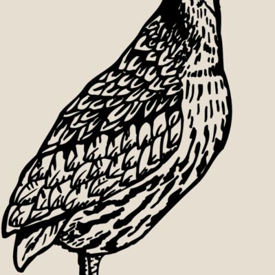 BIRD044 Thumbnail