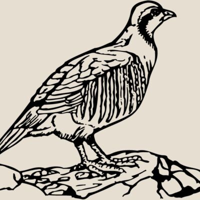 BIRD045 Thumbnail