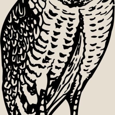BIRD047 Thumbnail