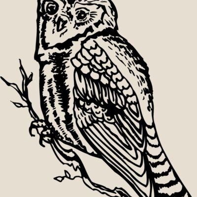 BIRD048 Thumbnail