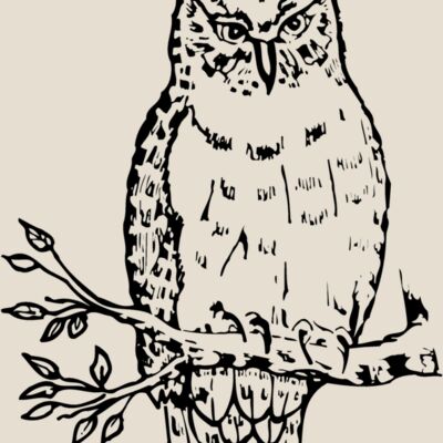 BIRD049 Thumbnail
