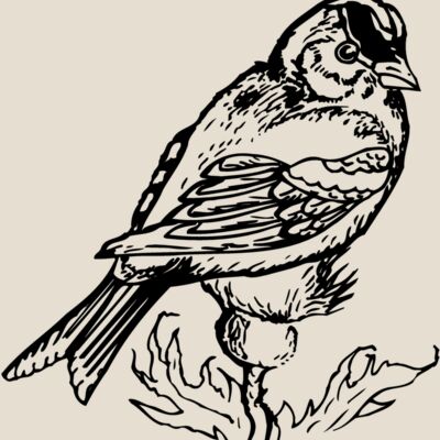BIRD050 Thumbnail