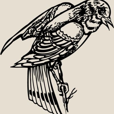 BIRD051 Thumbnail