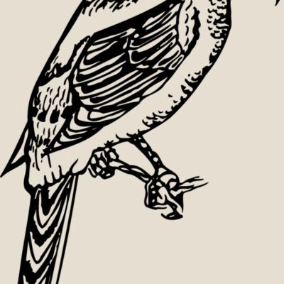 BIRD053 Thumbnail