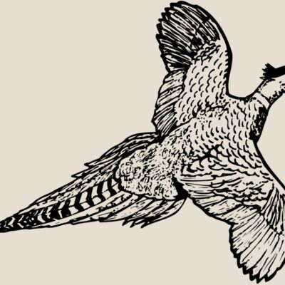 BIRD056 Thumbnail
