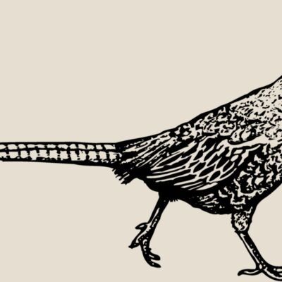 BIRD061 Thumbnail