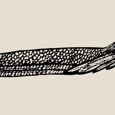 BIRD062 Thumbnail