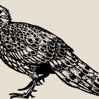 BIRD064 Thumbnail