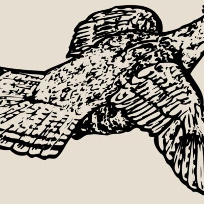BIRD066 Thumbnail