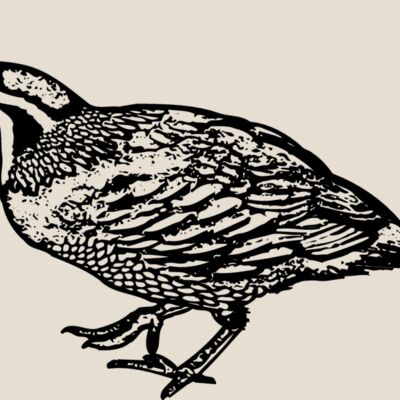 BIRD068 Thumbnail
