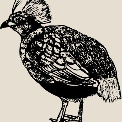 BIRD070 Thumbnail