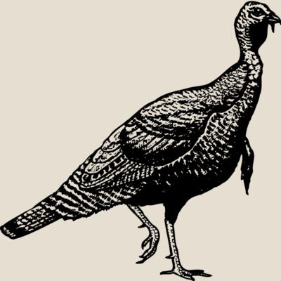 BIRD072 Thumbnail