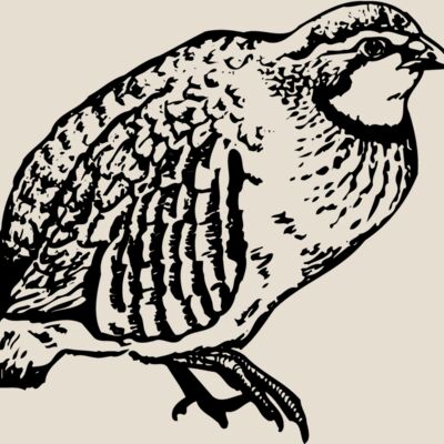 BIRD074 Thumbnail