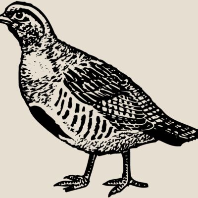 BIRD075 Thumbnail