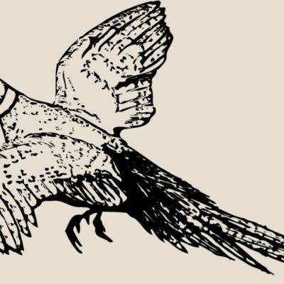BIRD076 Thumbnail