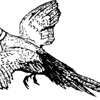 BIRD076 Thumbnail