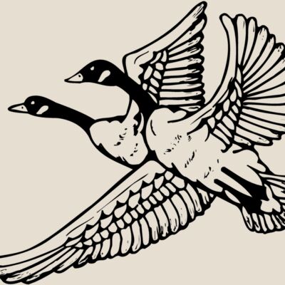 BIRD077 Thumbnail