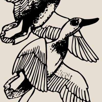 BIRD078 Thumbnail